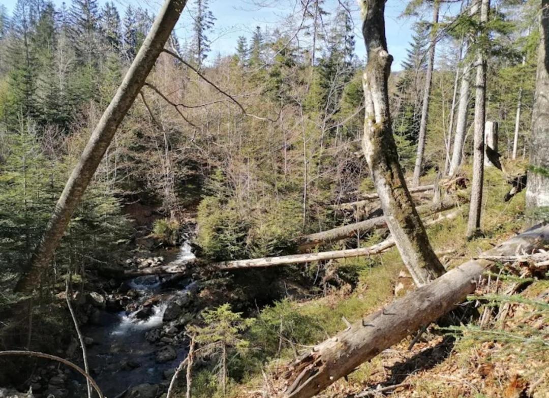 Apartment Haus Daxberg Idyllisch Gelegen Im Bayerischen Wald *
